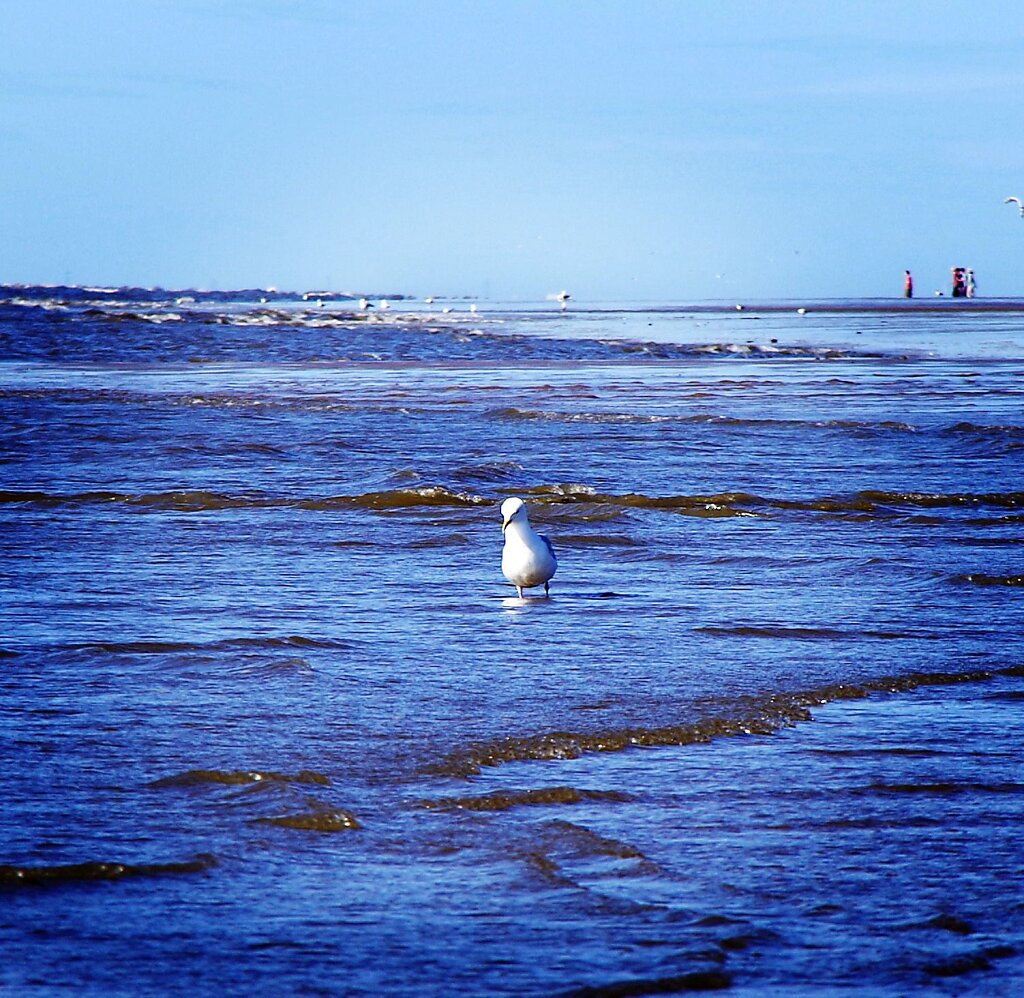Creative Seagull
