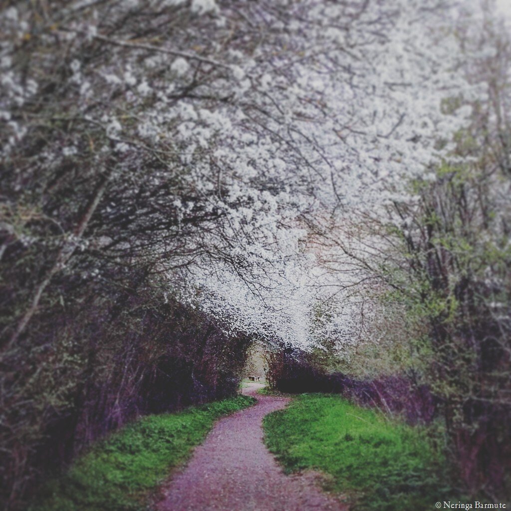 Magical bloom behind the church.