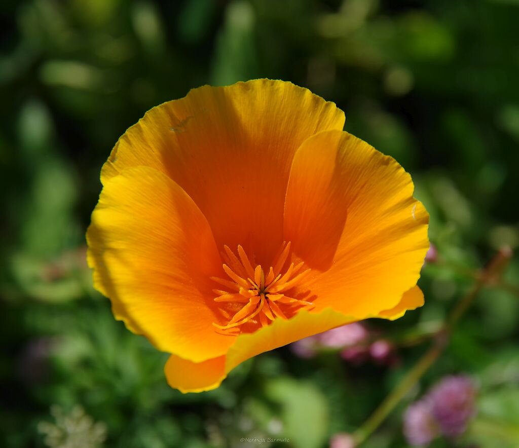 Royal Botanic Garden Edinburgh