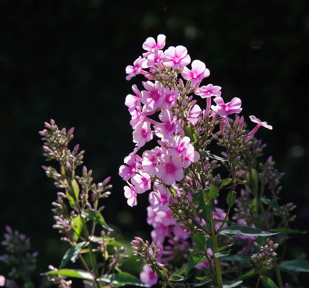 Royal Botanic Garden Edinburgh