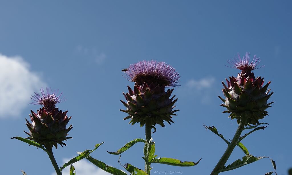 Royal Botanic Garden Edinburgh