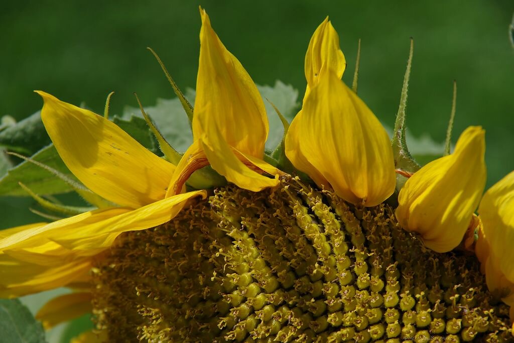 Royal Botanic Garden Edinburgh